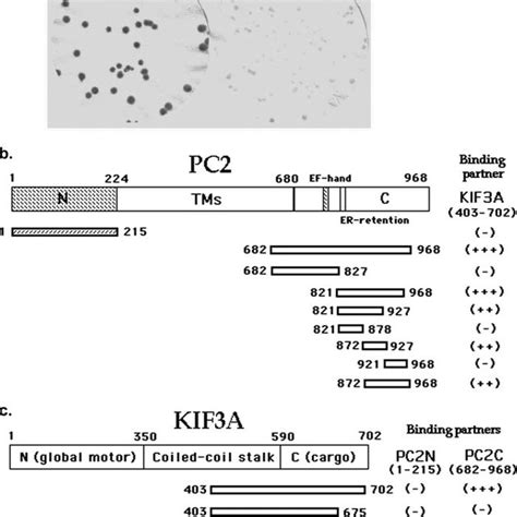 Co Localization Of Pc2 And Kif3a In Primary Cilia Of Renal Epithelial Download Scientific