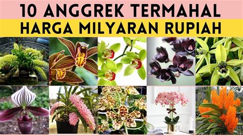 10 Jenis Bunga Anggrek Termahal Di Dunia Cantik Dan Langka Tanaman