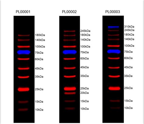 Prestained Protein Marker 10 180 KDa PL00001 Proteintech