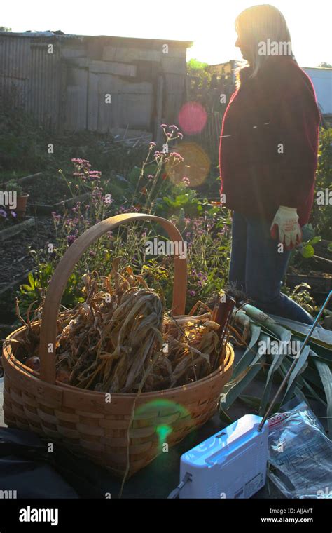 Working At The Allotment Or Vegetable Plot With Silhouette Of Woman