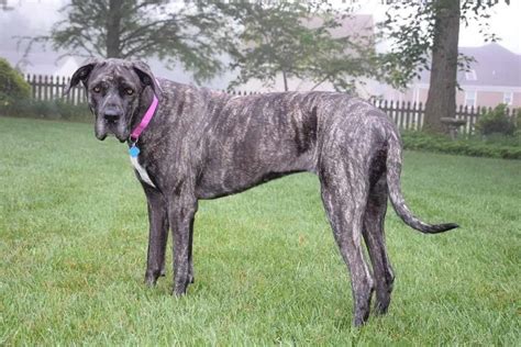 Great Dane Mixes For Adoption | PETSIDI