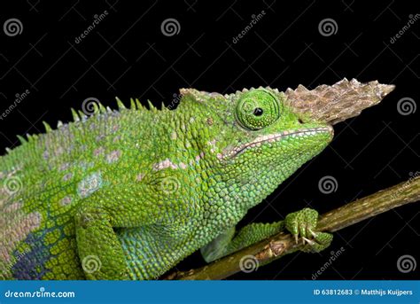 Fischer S Chameleon Kinyongia Fischeri Stock Image Image Of Spikes