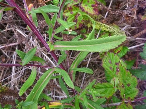 Purple Stems And Green Leaves Photos Of Symphyotrichum Chilense Asteraceae