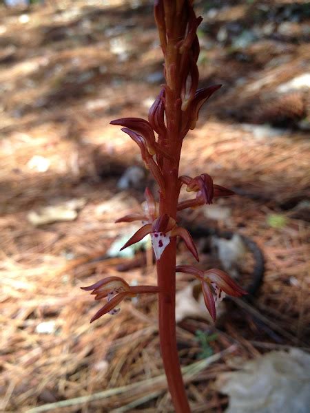 Spotted Coral Root Project Noah