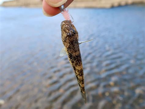 こうすればワームでハゼが釣れる！ハゼを釣る為のルアーの動かし方を紹介