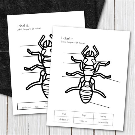 Printable Ant Life Cycle Worksheets