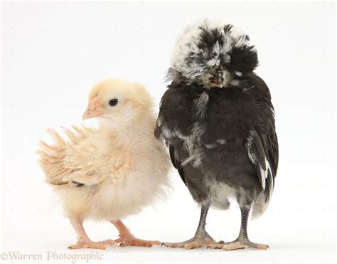 Frizzle feather chicken chick and Polish chick photo WP36011