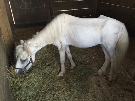 Neglected Horses Recovering At Howard County Farm Wtop News