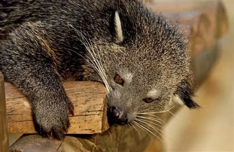 Binturong - Description, Habitat, Image, Diet, and Interesting Facts