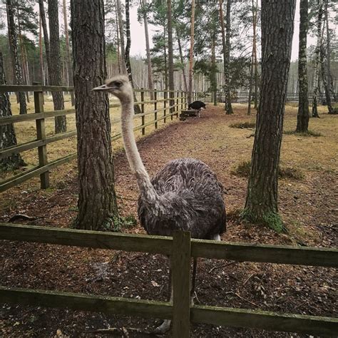 Беловежская пуща - фото и картинки: 65 штук