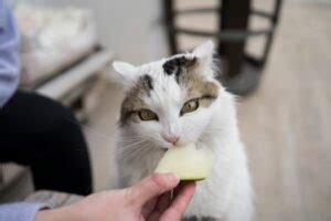 Gato pode comer melão Revista Meu Pet