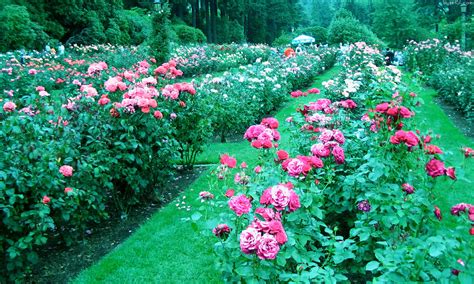 International Rose Test Garden – Portland photos • Andrew M. Crusoe