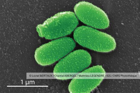 Virus Géants Pithovirus Sibericum Vus En Microscopie électronique à