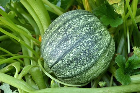 Round Zucchini Summer Squash - Victory Seeds® – Victory Seed Company