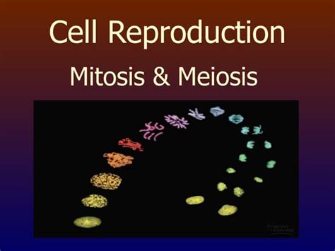 Cellular Reproduction Ppt