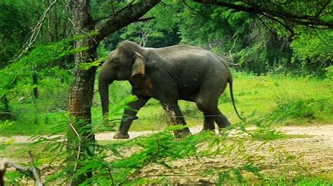 How To Chase Away Elephants Coming To The Village Youtube