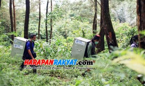 Kukang Jawa Dilepasliarkan Di Gunung Sawal Ciamis