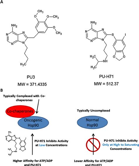 Purine Based Hsp90 Inhibitors A Structures And Molecular Weights Of