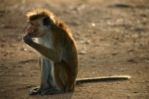 Wilpattu Nationalpark Fotosafaris Und Safari Empfehlungen Natouralist