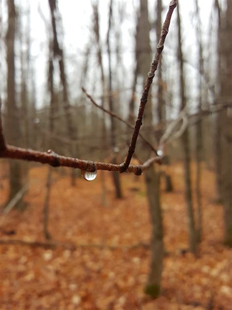 Free Images Tree Nature Forest Branch Winter Wood Sunlight