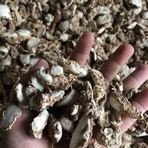 Fresh Sand Ginger Mai Hoa Phu Production Import Export Trading