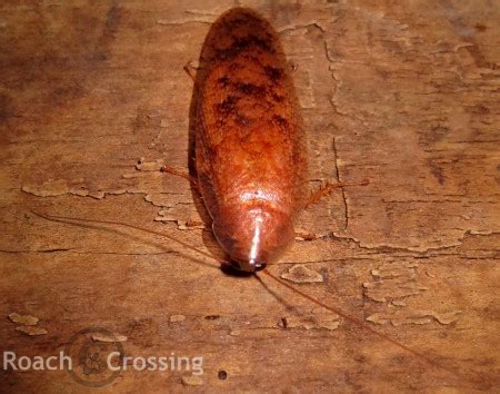 rustic leaf roach roach crossing