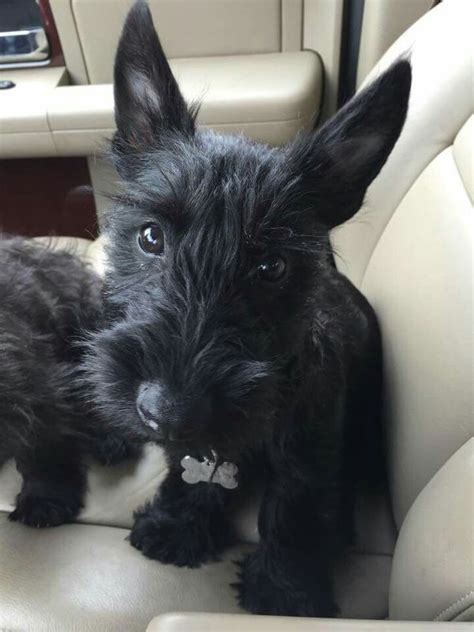 Scottie puppies, Scottish terrier puppy, Scottie terrier