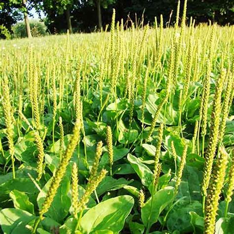 Qauzuy Garden Greater Stf Broadleaf Plantain Seeds Perennial