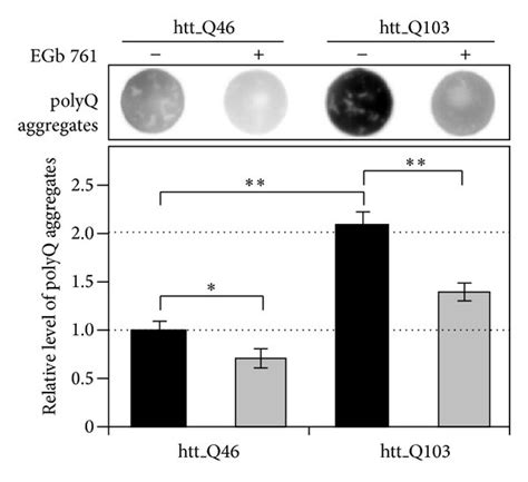 Modulating Effects Of Egb 761 On Aggregation Of Polyq Proteins Ad