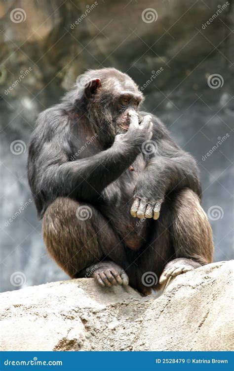 Chimpanzee Being Funny stock image. Image of orange, slender - 2528479