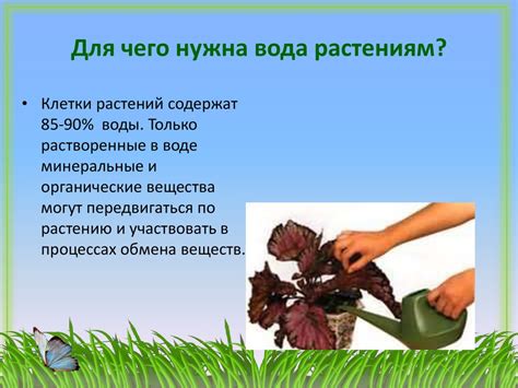 Условия необходимые для развития растений. Урок 18 - презентация онлайн