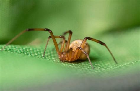 Male Brown Widow Spider Facts