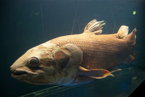 Coelacanth