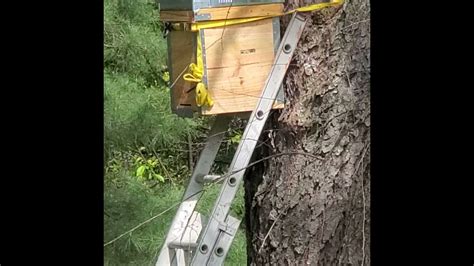 Scout Honey Bees Investigating A Swarm Trap YouTube