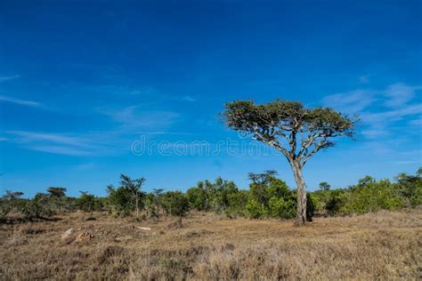 African Acacia Trees In Savanna Bush Stock Photo Image Of Landscape