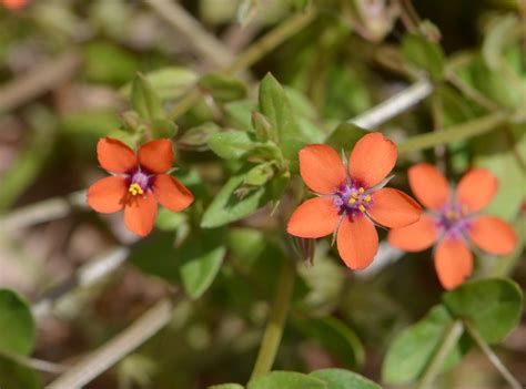 Scarlet Pimpernel Anagallis Arvensis British Nature Guide