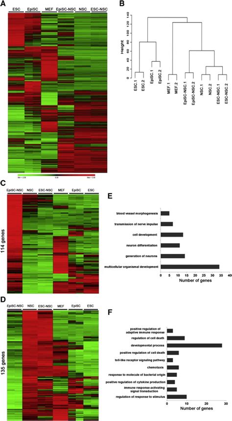 Global Gene Expression Profiles And Gene Ontology Analysis Of