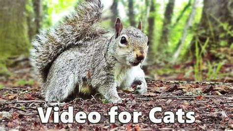 Cat TV - Squirrels and Woodland Birds Spectacular - YouTube