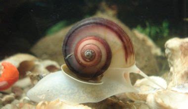 Snails Anatomy The Fascinating Body Of Mollusks Updated