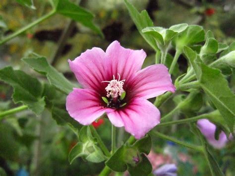 malva sylvestris | Plants