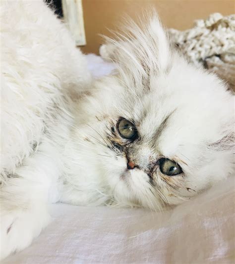 Doll Faced Persian Kitten