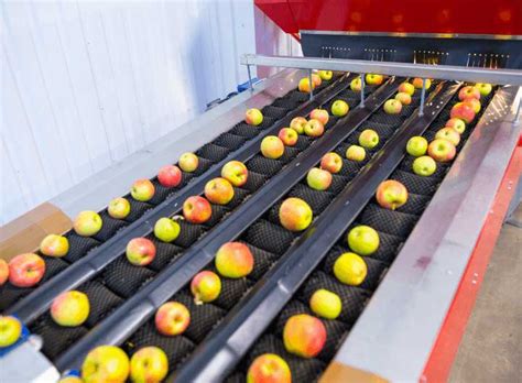 How to Choose a Proper Fruit Sorting Machine?