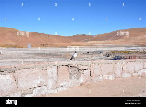 Birds in Atacama desert Chile Stock Photo - Alamy