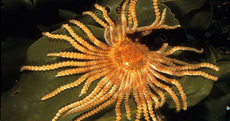 Absurd Creature Of The Week The Two Foot Wide Sea Star That S