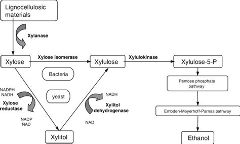 Simplified Scheme Of Xylitol And Ethanol Production By Bacteria And