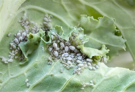 Dealing with Kale Pests - Food Gardening Network