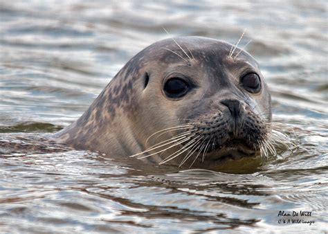 Norfolk's secret Common Seal Colony and its only a short walk.