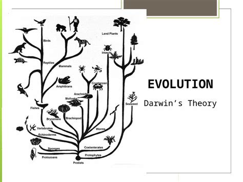 (PPTX) EVOLUTION Darwin’s Theory - DOKUMEN.TIPS