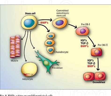 Figure 1 from Distraction Osteogenesis and Its Challenges in Bone ...