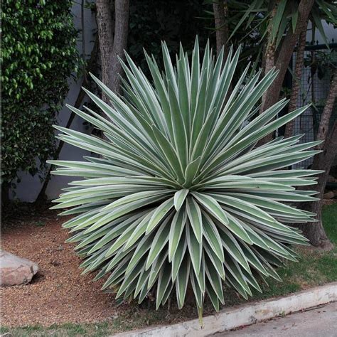 Caribbean Agave Suppliers - Caribbean Agave Wholesale - PLANT FUN